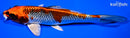 7.5" GINRIN KUJAKU