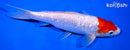7" GINRIN KOHAKU