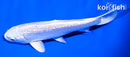 5.25" GINRIN PLATINUM OGON