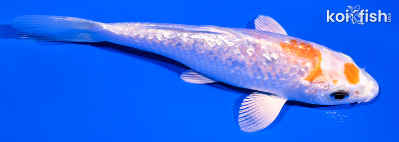 5" GINRIN MARUTEN HARIWAKE