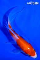 5" KOHAKU BUTTERFLY