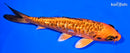 5.5" GINRIN BENI KIKOKURYU