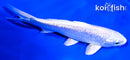 5.25" GINRIN PLATINUM OGON