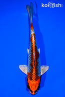 7.5" GINRIN KUJAKU