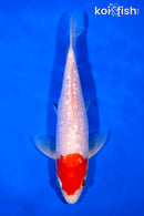 7" GINRIN KOHAKU