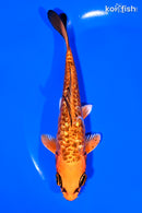 5.5" GINRIN BENI KIKOKURYU