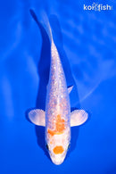 5" GINRIN MARUTEN HARIWAKE