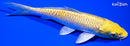 5.75" YAMABUKI OGON