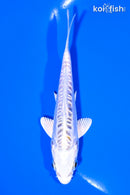 4.75" GIN MATSUBA