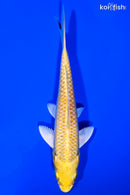 5.75" YAMABUKI OGON
