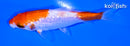 4.25" GINRIN NIDAN HARIWAKE