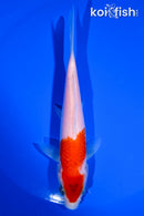 5.5" KOHAKU
