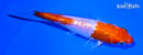 4.25" GINRIN NIDAN HARIWAKE
