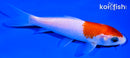 5.5" KOHAKU