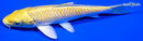 5.75" YAMABUKI OGON