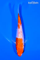 4.25" GINRIN NIDAN HARIWAKE