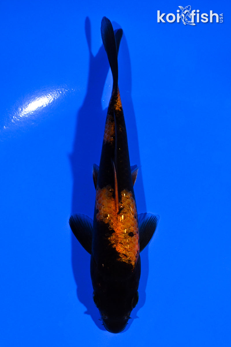 5" HI UTSURI