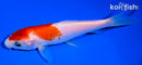 5.5" KOHAKU