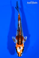 5.5" KUJAKU