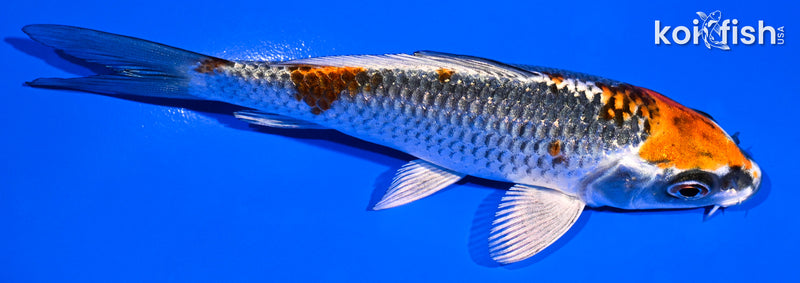 4.75" BENI GINGA