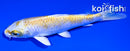 5.5" LEMON HARIWAKE