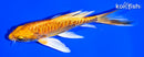 5.25" ARAGOKE ORENJI OGON BUTTERFLY