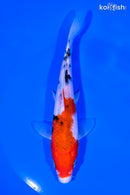6" SANKE