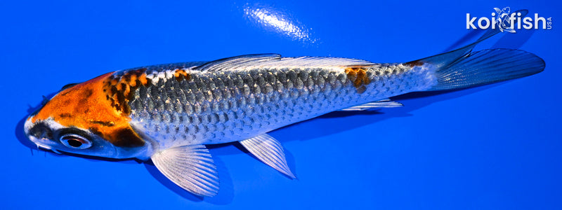 4.75" BENI GINGA