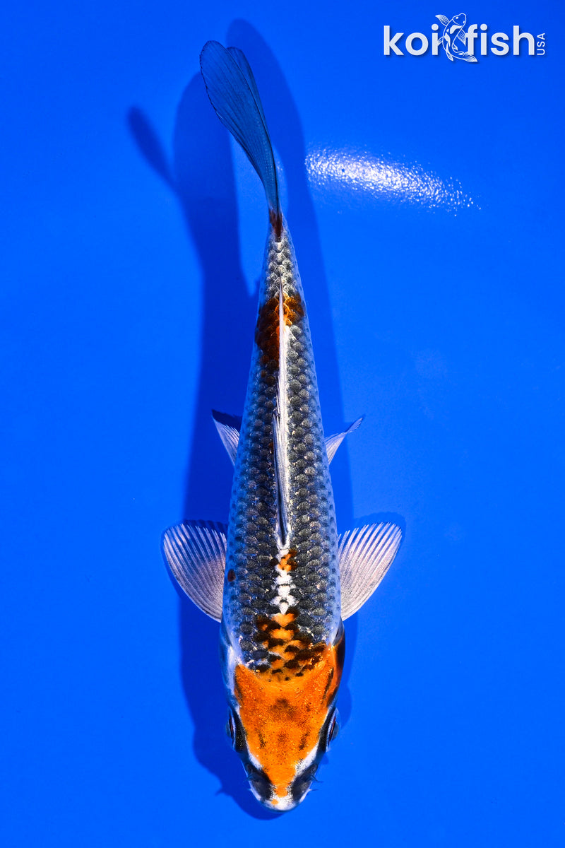 4.75" BENI GINGA