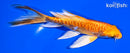 5.25" ARAGOKE ORENJI OGON BUTTERFLY