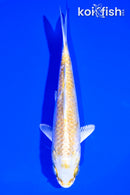 5.5" LEMON HARIWAKE