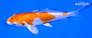 4.75" KIKUSUI