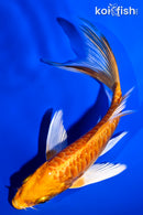 5.25" ARAGOKE ORENJI OGON BUTTERFLY