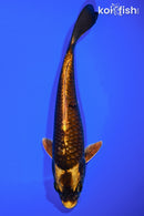7.75" KABUTO