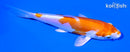 4.75" KIKUSUI