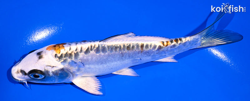 5.75" BENI KIKOKURYU