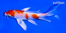 5.25" HARIWAKE BUTTERFLY