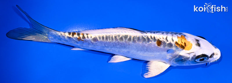 5.75" BENI KIKOKURYU