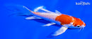 5.25" HARIWAKE BUTTERFLY