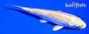5.5" LEMON HARIWAKE