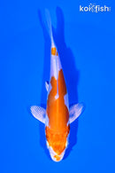 4.75" KIKUSUI