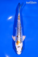 5.75" BENI KIKOKURYU