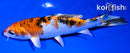 5.75" YAMATO NISHIKI