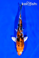 5.75" YAMATO NISHIKI