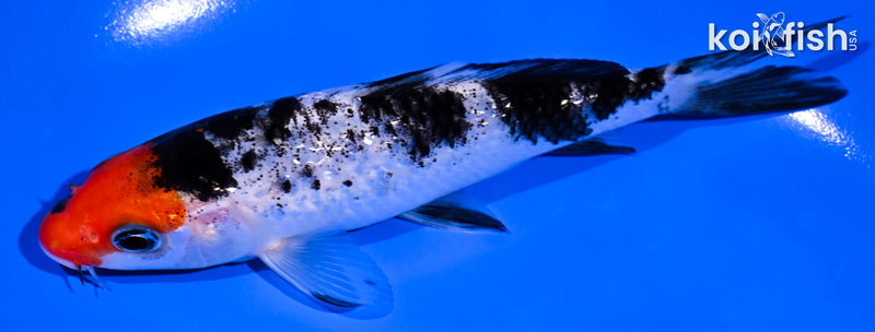5.25" GINRIN SANKE