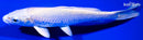 6" PLATINUM OGON