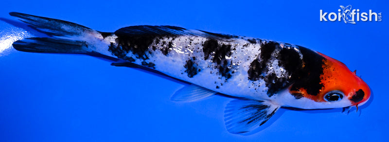 5.25" GINRIN SANKE