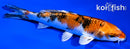 5.75" YAMATO NISHIKI