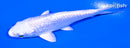 4.5" GINRIN PLATINUM OGON