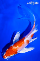 5.25" HARIWAKE BUTTERFLY